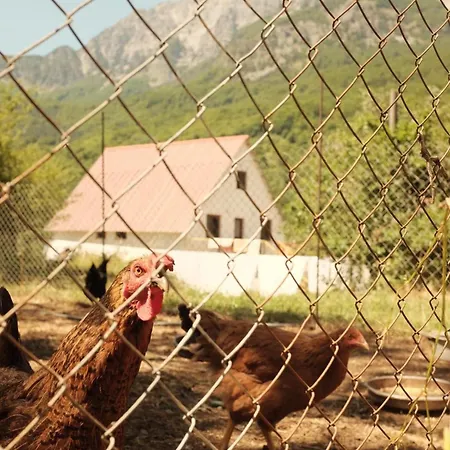 Couette-café Bujtina Milani *