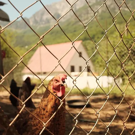 Bujtina Milani * Theth